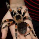 Домашний паук: уход за любимцем
