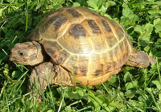 Сухопутная черепаха