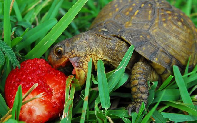 Чем питаются черепахи