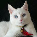 Породы белых кошек