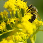 Аллергия на пыльцу