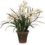 Орхидея цимбидиум: уход и содержание