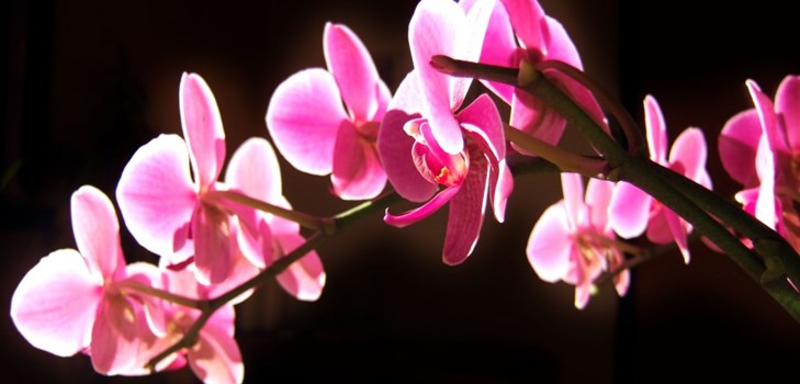 Орхидея: уход после цветения