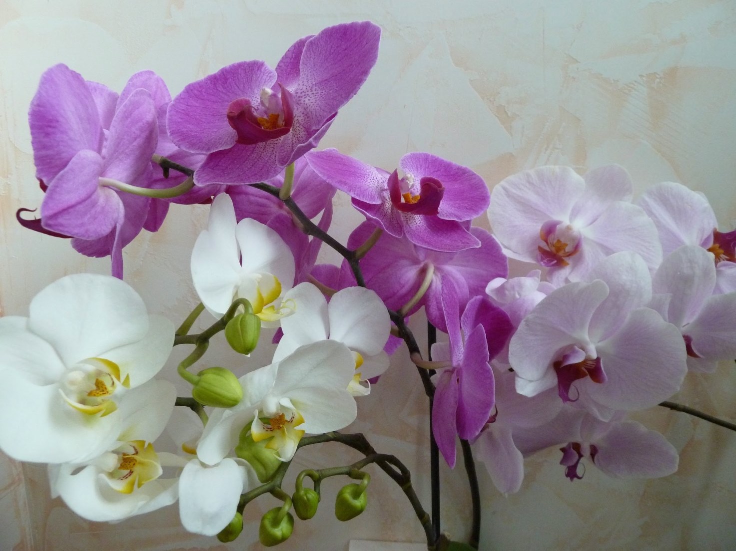 разноцветная орхидея