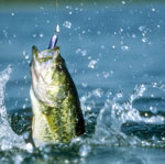 Рыбалка: азы для новичков