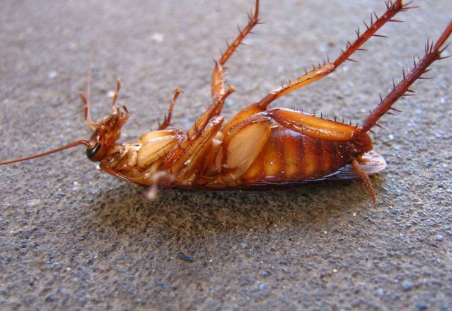 Как вывести тараканов