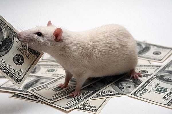 крыса с деньгами