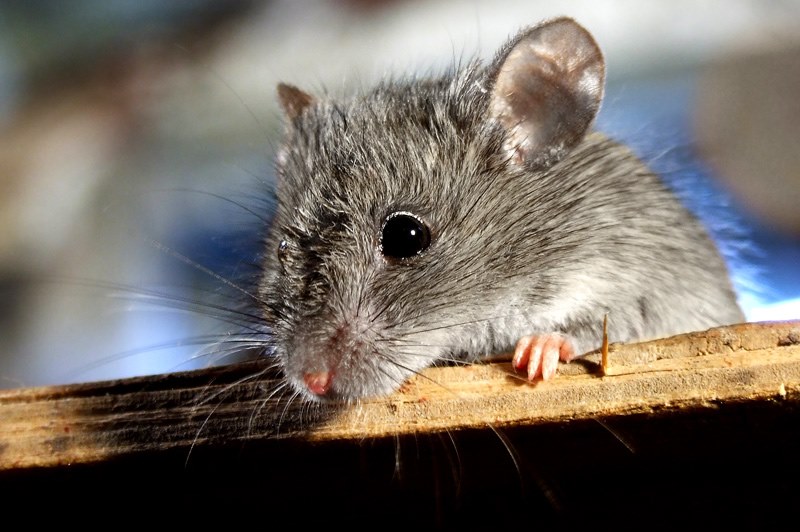 маленькая мышь
