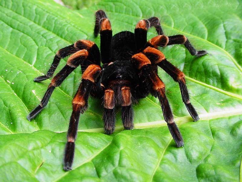 красивый паук