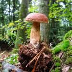 Ложные белые грибы
