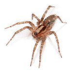 Боязнь пауков: избавляемся от фобии